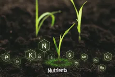 Nitrogen Biology